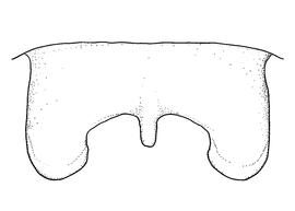   Anthidium cockerelli  male, diagram showing dorsal view of seventh tergum (T7), diagram from Gonzalez and Griswold 2013 

